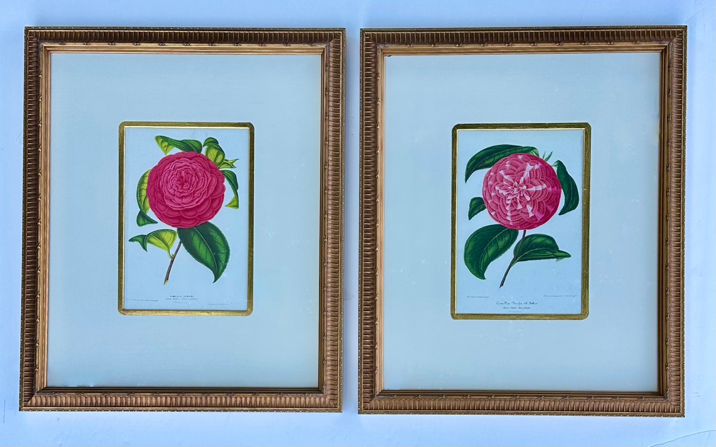 Camellia Prints, Framed Original Botanicals by Verschaffelt, 1845 (Set of 2)