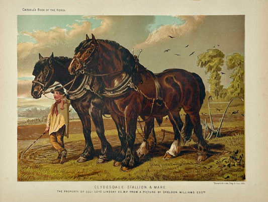 Clydesdale Stallion & Mare Horse Landscape Print by Cassell, 1885