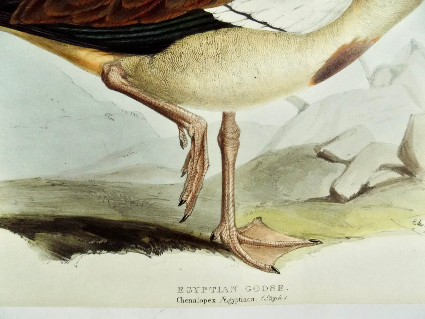1837 Egyptian Goose John Gould Prints