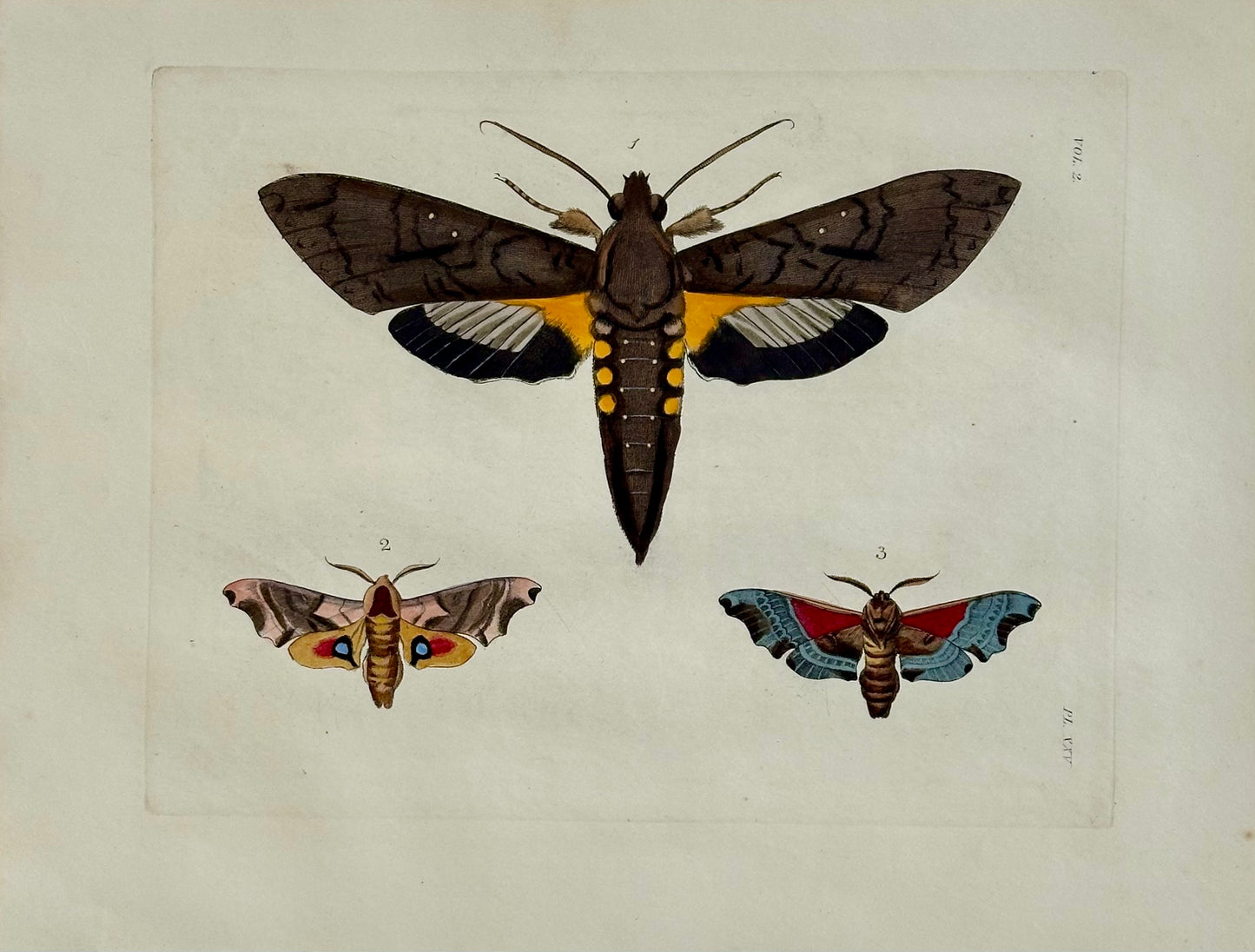 Sphinx Moths Original Engraving by Dru Drury, 1837