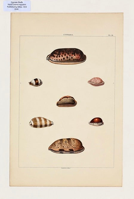 Original Shell Engravings from Rees's Cyclopaedia (Murex & Cowrie Shells), 1810 (Pair)