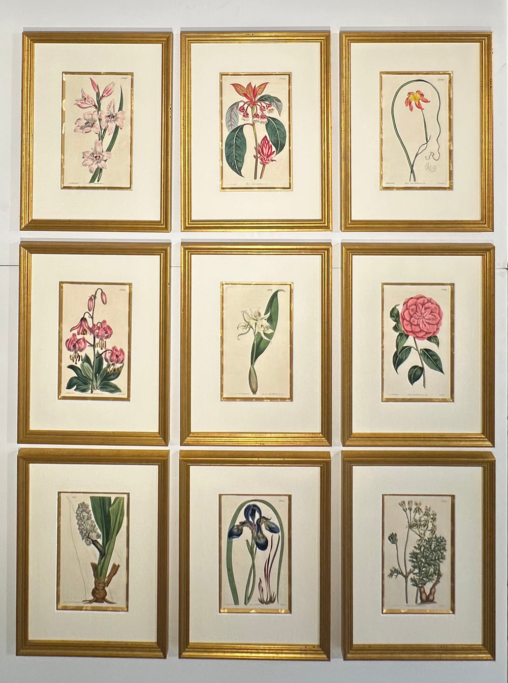 Botanical Set of 9 in Gold Leaf Gesso Mat by Curtis, 1814
