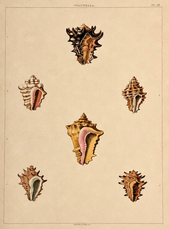 Volutella Triton Shells Original Print by Perry, 1810