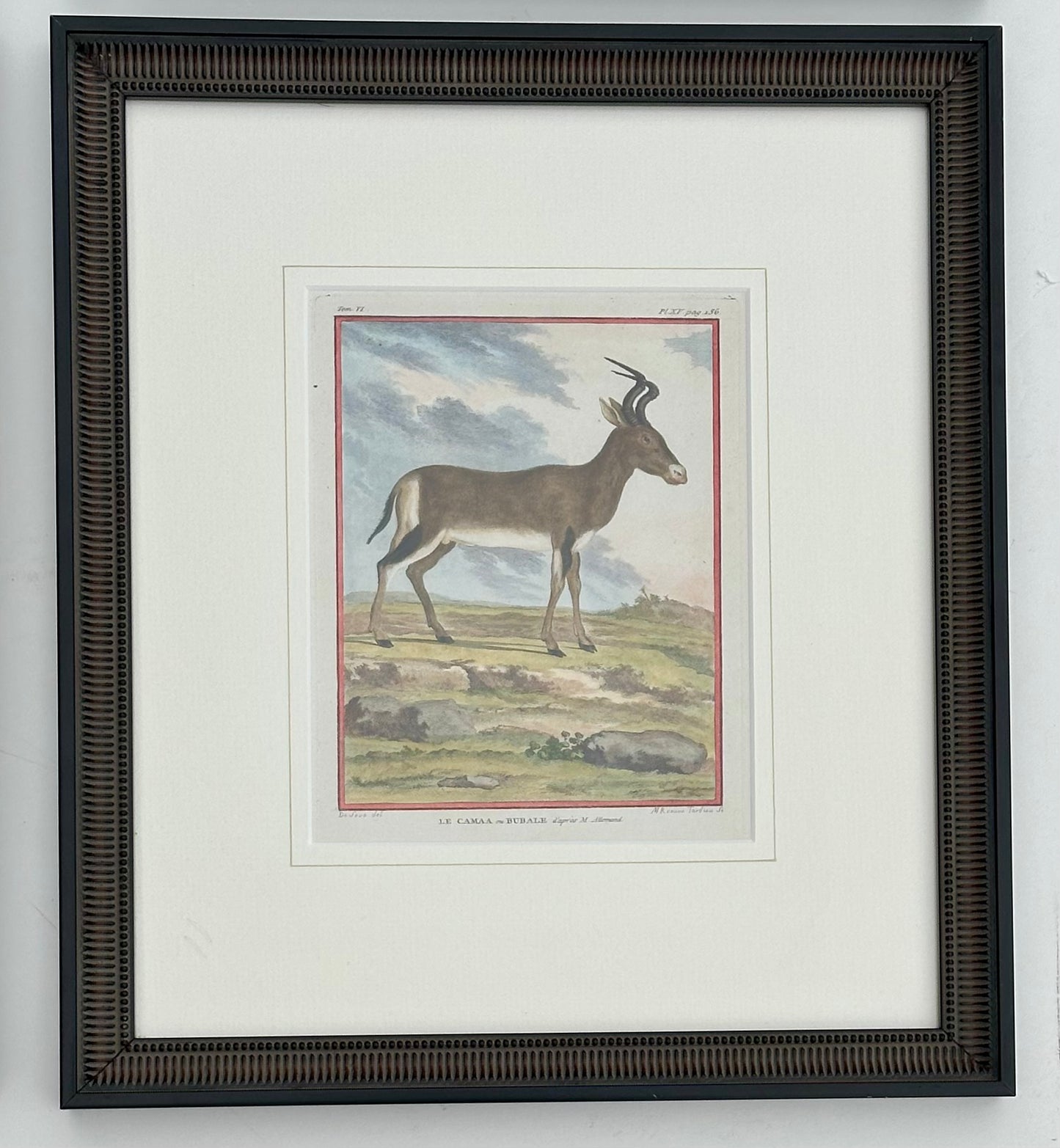 S/4 Buffon Animals, Original engravings, 1755 (framed)