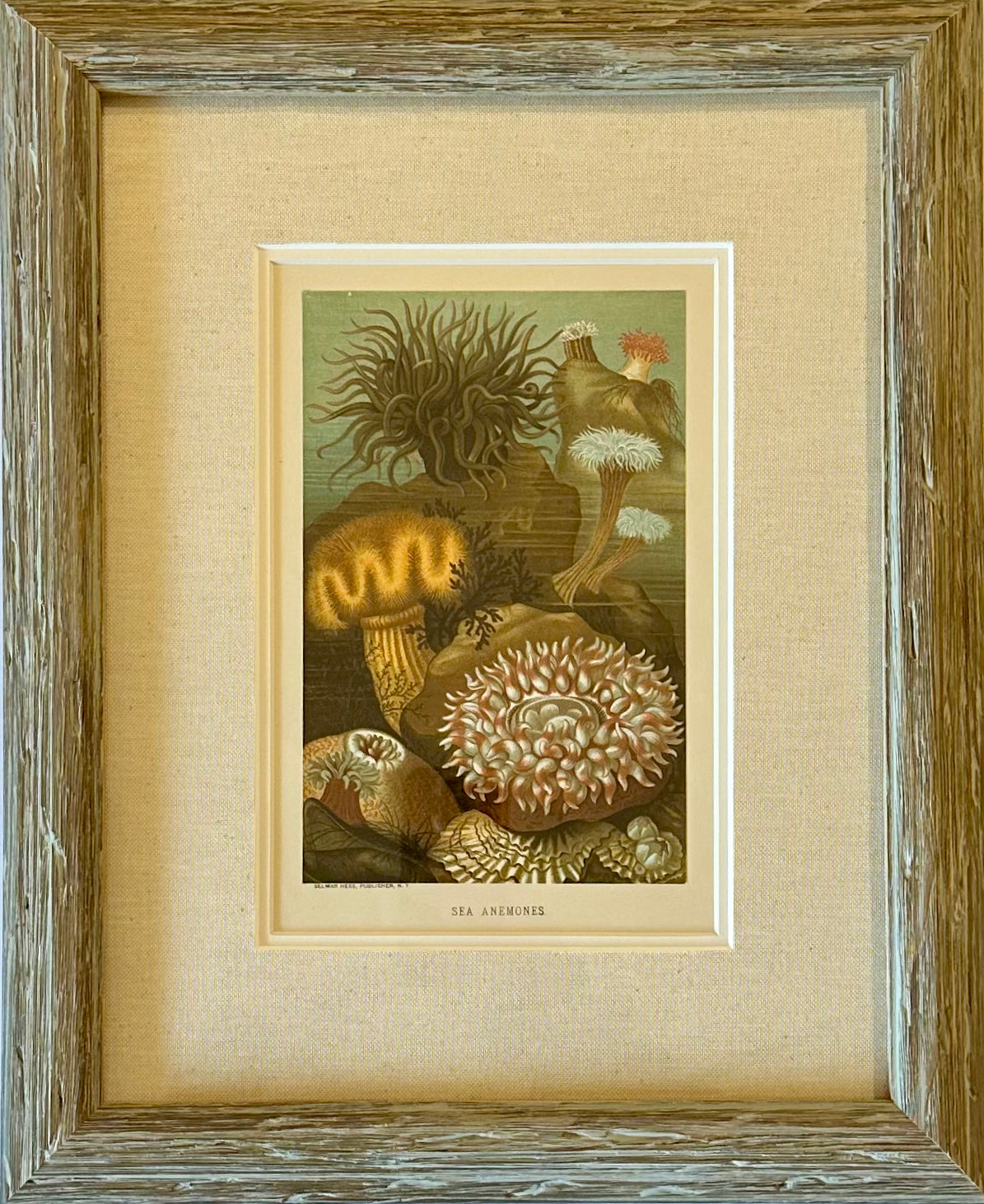 Sea Anemones, Framed Antique Print 1885