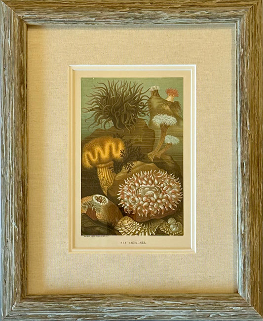 Sea Anemones, Framed Antique Print 1885