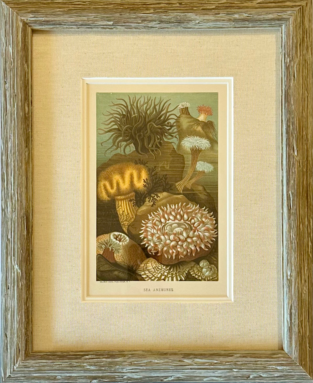 Sea Anemone Marine Animals, Framed Antique Print 1885