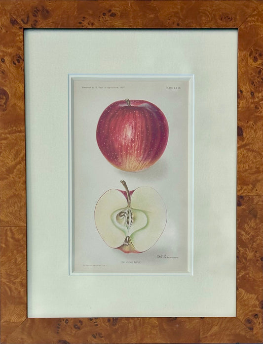 Red Delicious Apple, Original framed print, 1903