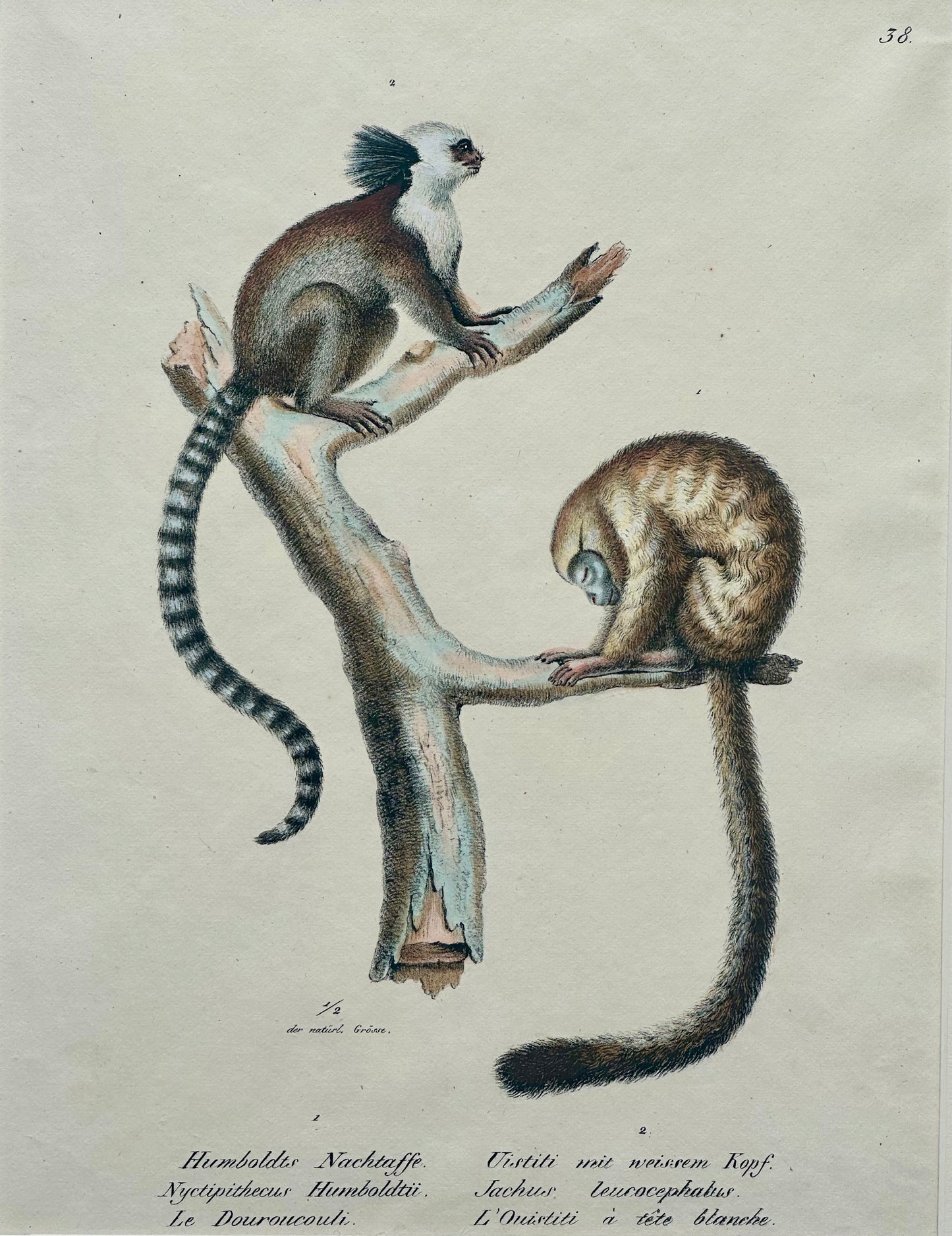 Marmoset Monkey Original Lithograph by Brodtmann, Circa 1824