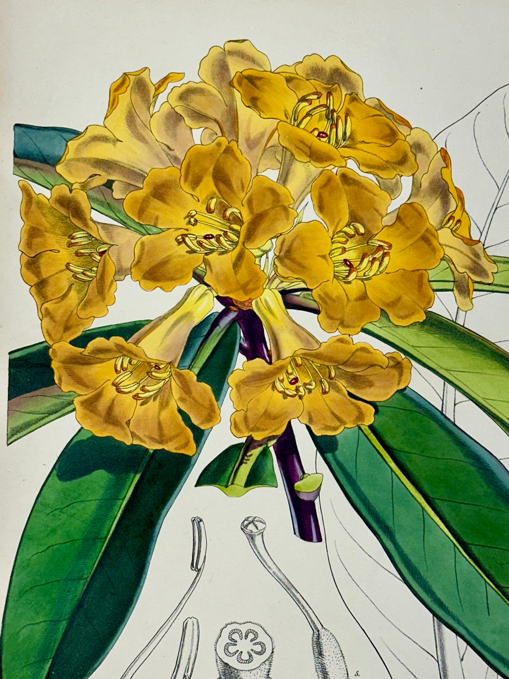 Yellow Rhododendron Print by Curtis, 1856