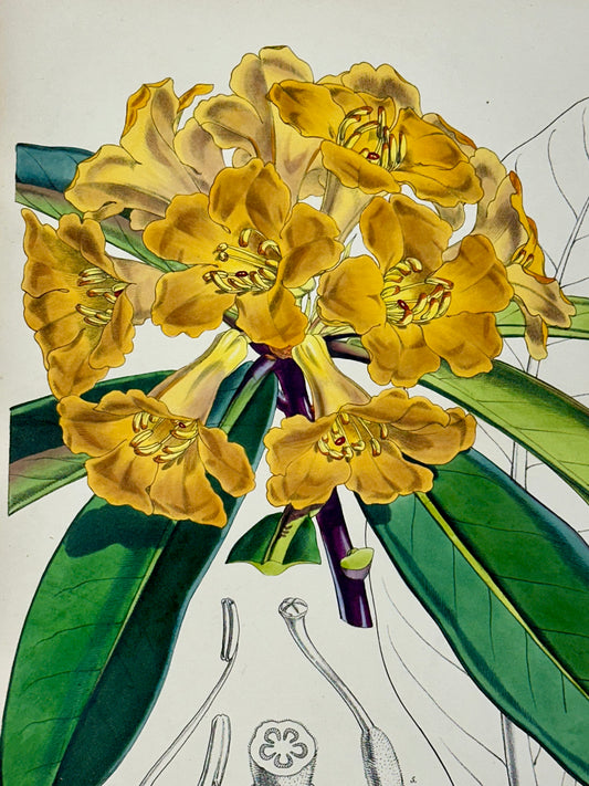 Yellow Rhododendron Print by Curtis, 1856
