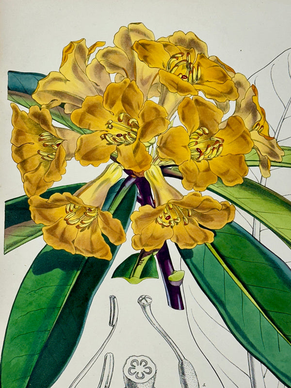 Yellow Rhododendron Print by Curtis, 1856