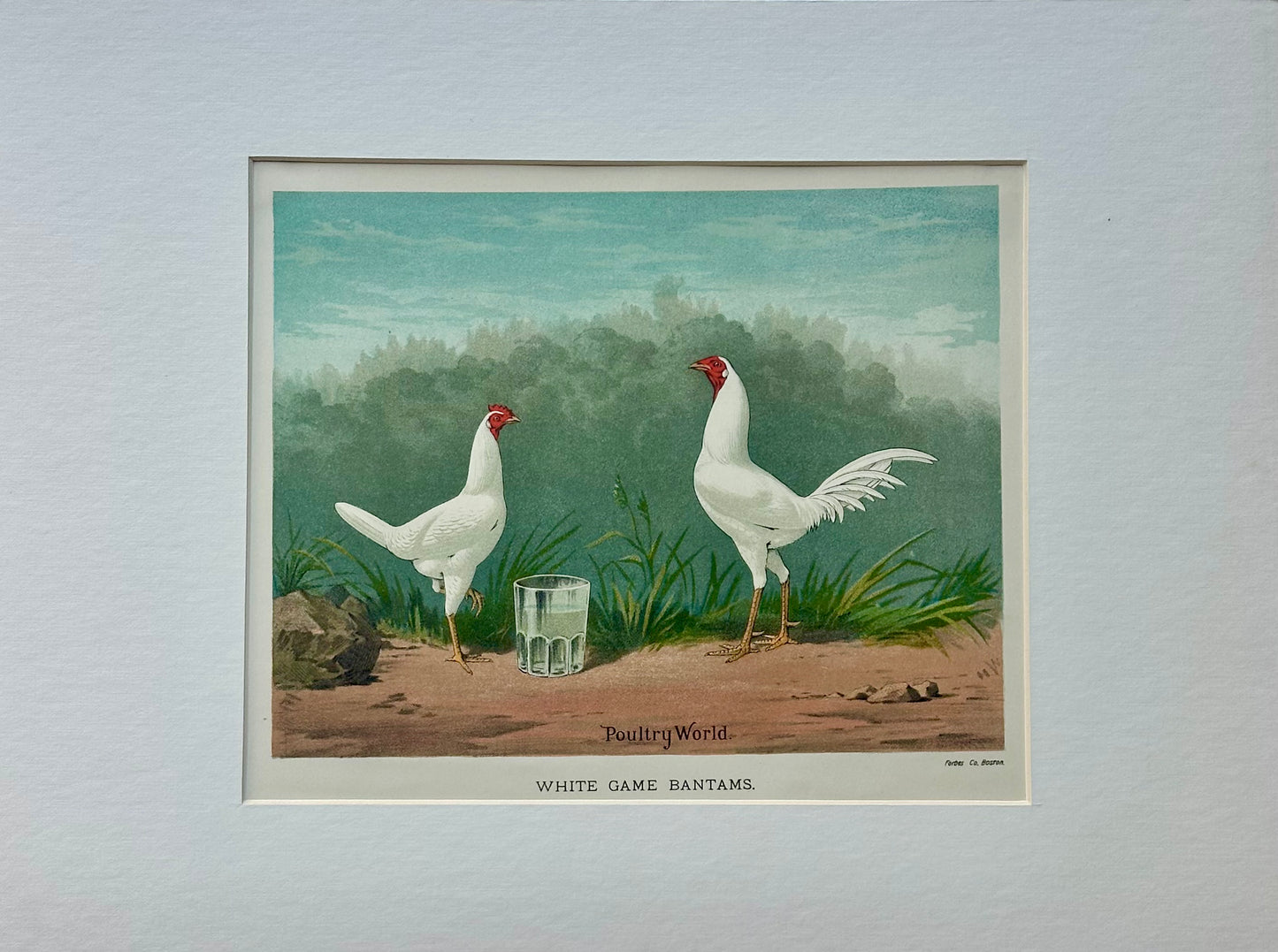 White Game Bantams Poultry Chromolithograph, Poultry World, circa 1879