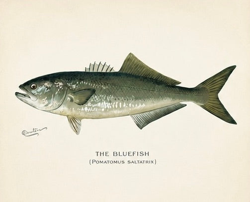 Bluefish, Atlantic Salmon, Pike & Landlocked Salmon - by Denton Circa 1903, S/4