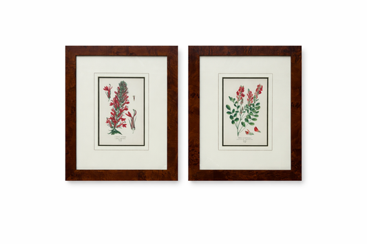 Honeysuckle & Cardinal Flowers, Framed Original Botanical Prints by Watson, 1896