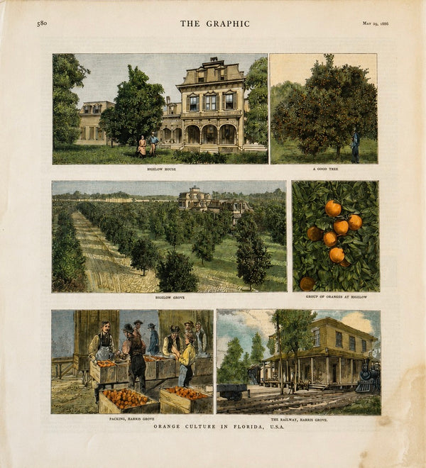 1886 Orange Culture in Florida (Bigelow) Print | Original Hand-Colored The Graphic Antique Engraving
