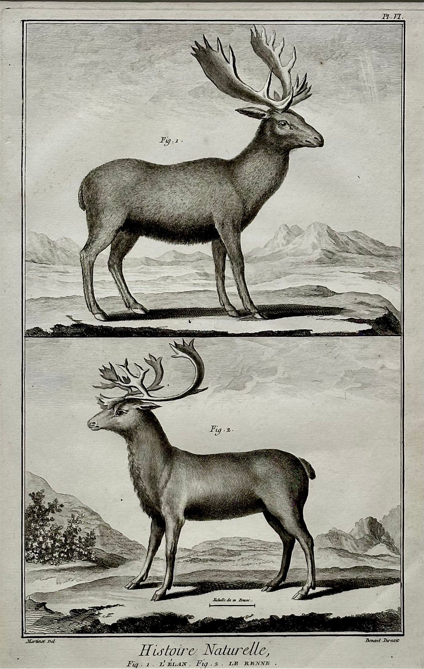 Elk & Reindeer Original Engraving by Buffon, Circa 1774