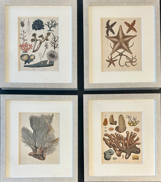 Starfish, Marine Life, Corals (1807), Set of 4 