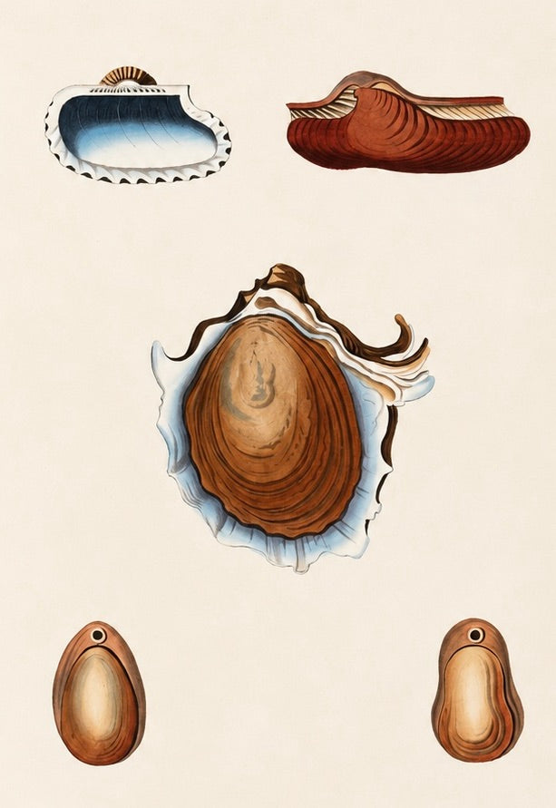 Arca Oyster Shells Original Print by Perry, 1810