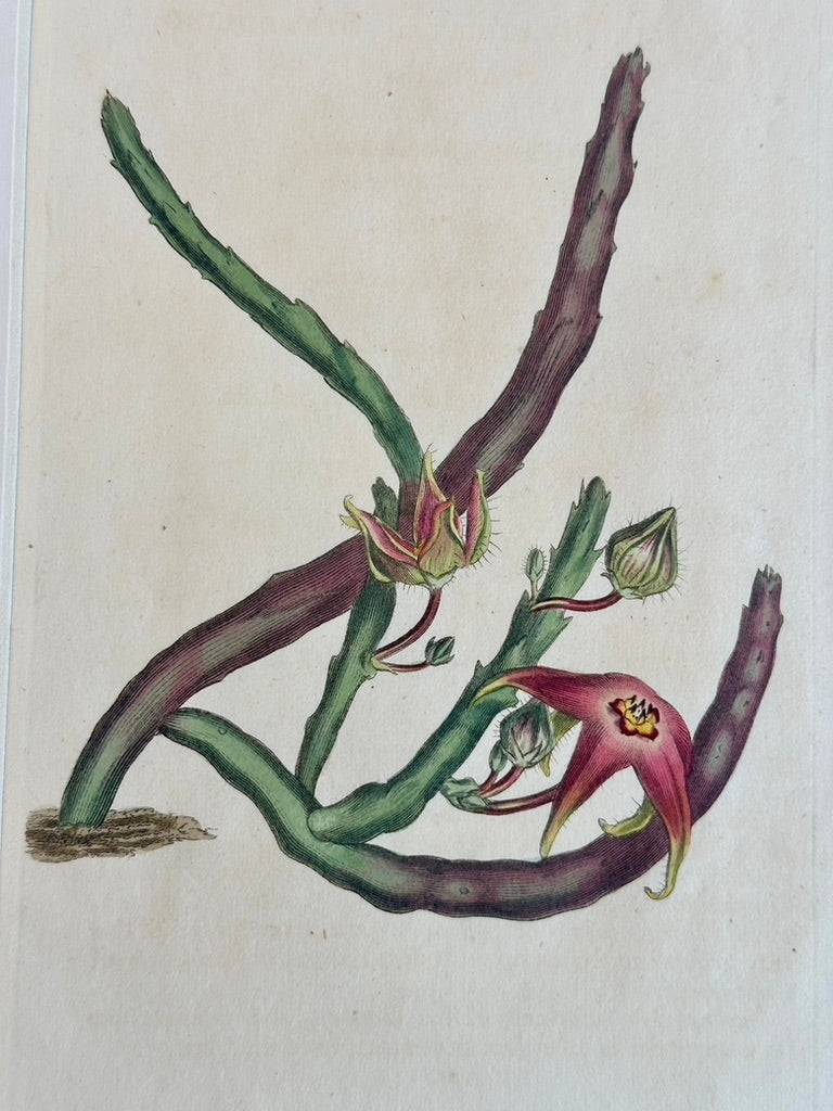 Starfish Flower Engraving by Curtis, 1807