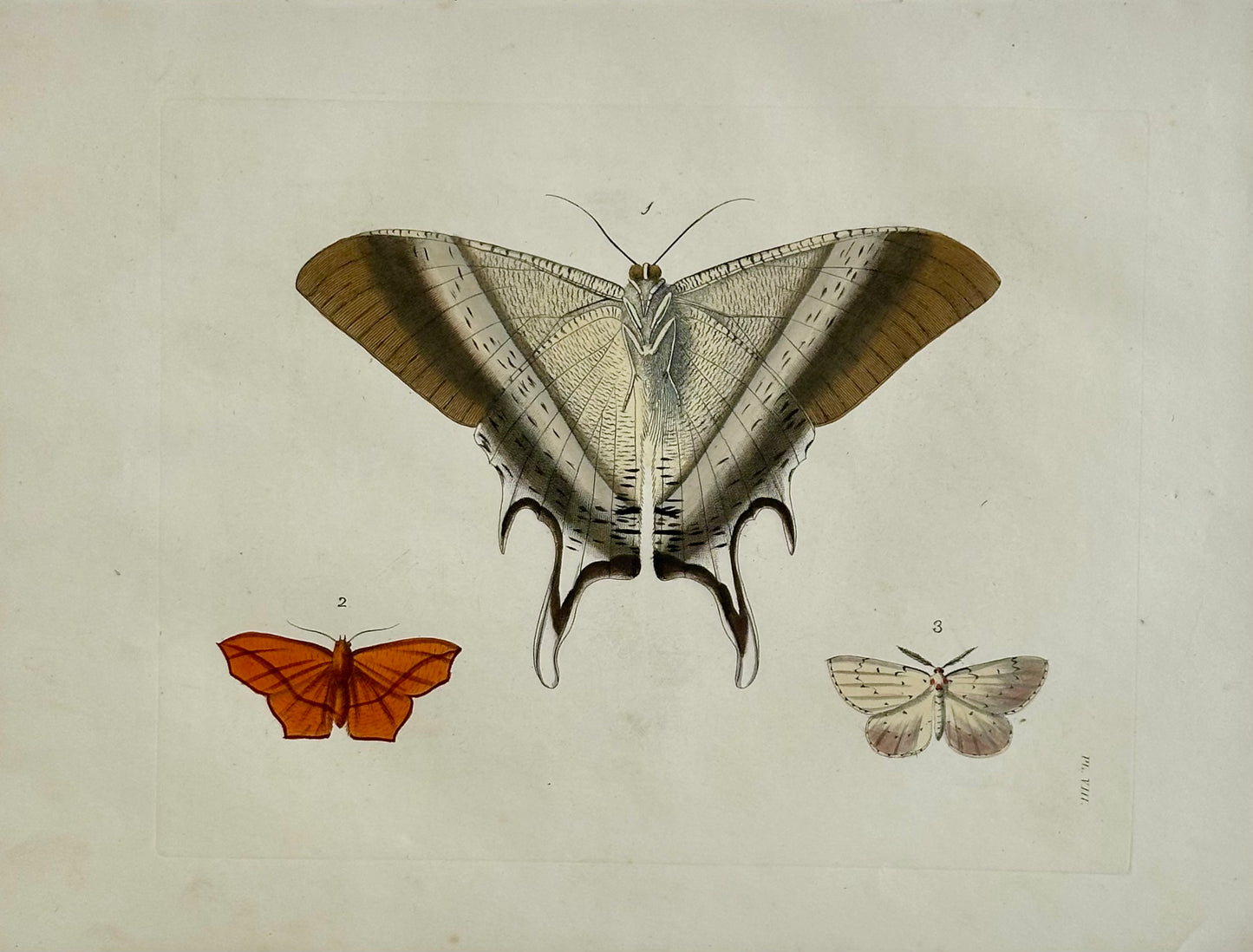 Macleay's swallowtail moth original print by Dru Drury, 1837