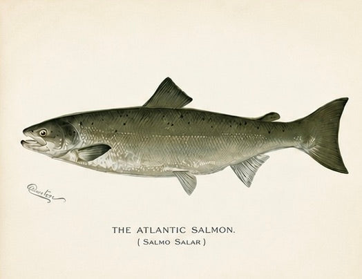 Bluefish, Atlantic Salmon, Pike & Landlocked Salmon - by Denton Circa 1903, S/4