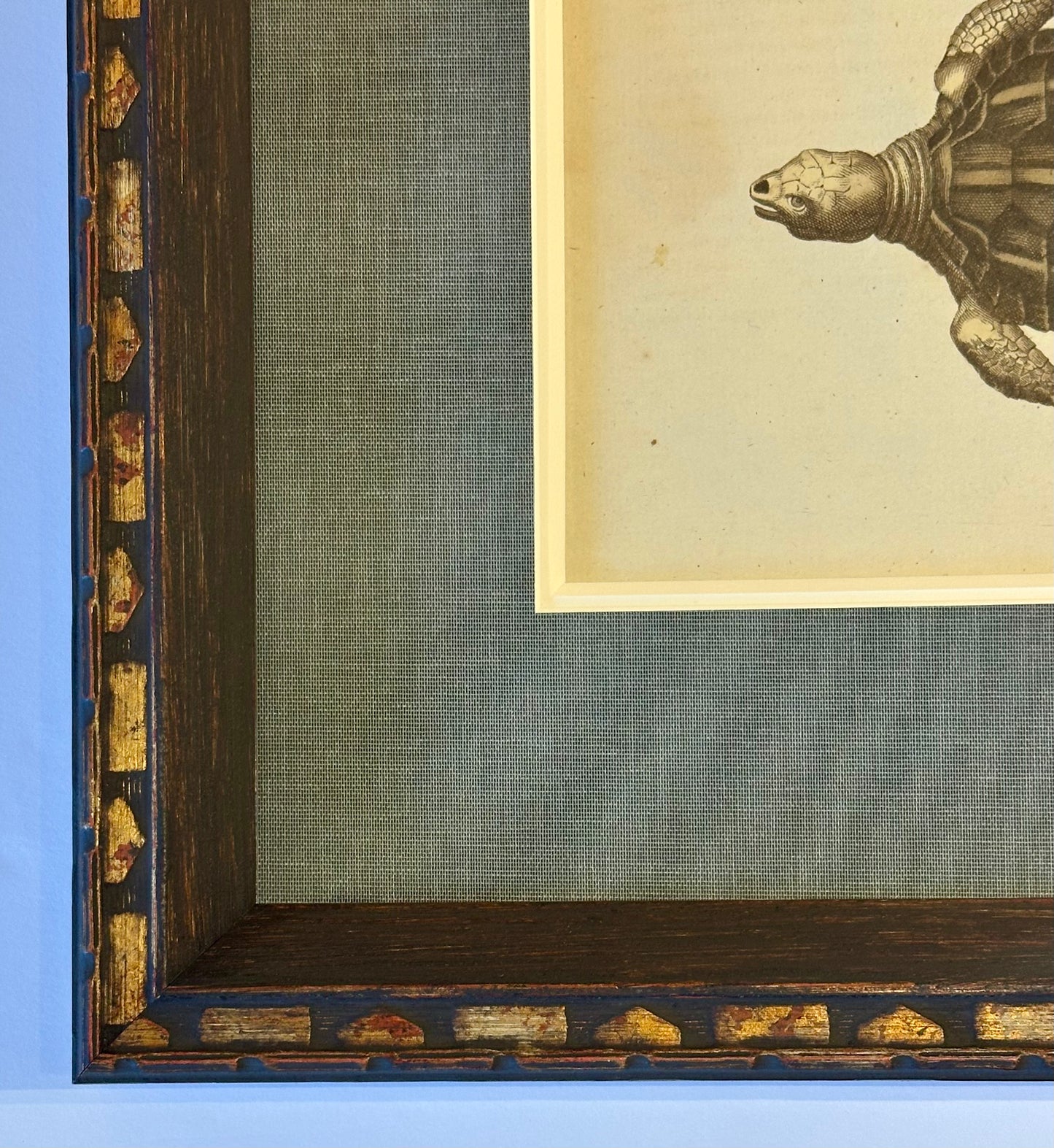 Loggerhead Sea Turtle by Friedrich Bertuch, 1795