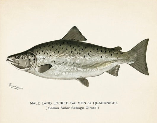 Bluefish, Atlantic Salmon, Pike & Landlocked Salmon - by Denton Circa 1903, S/4