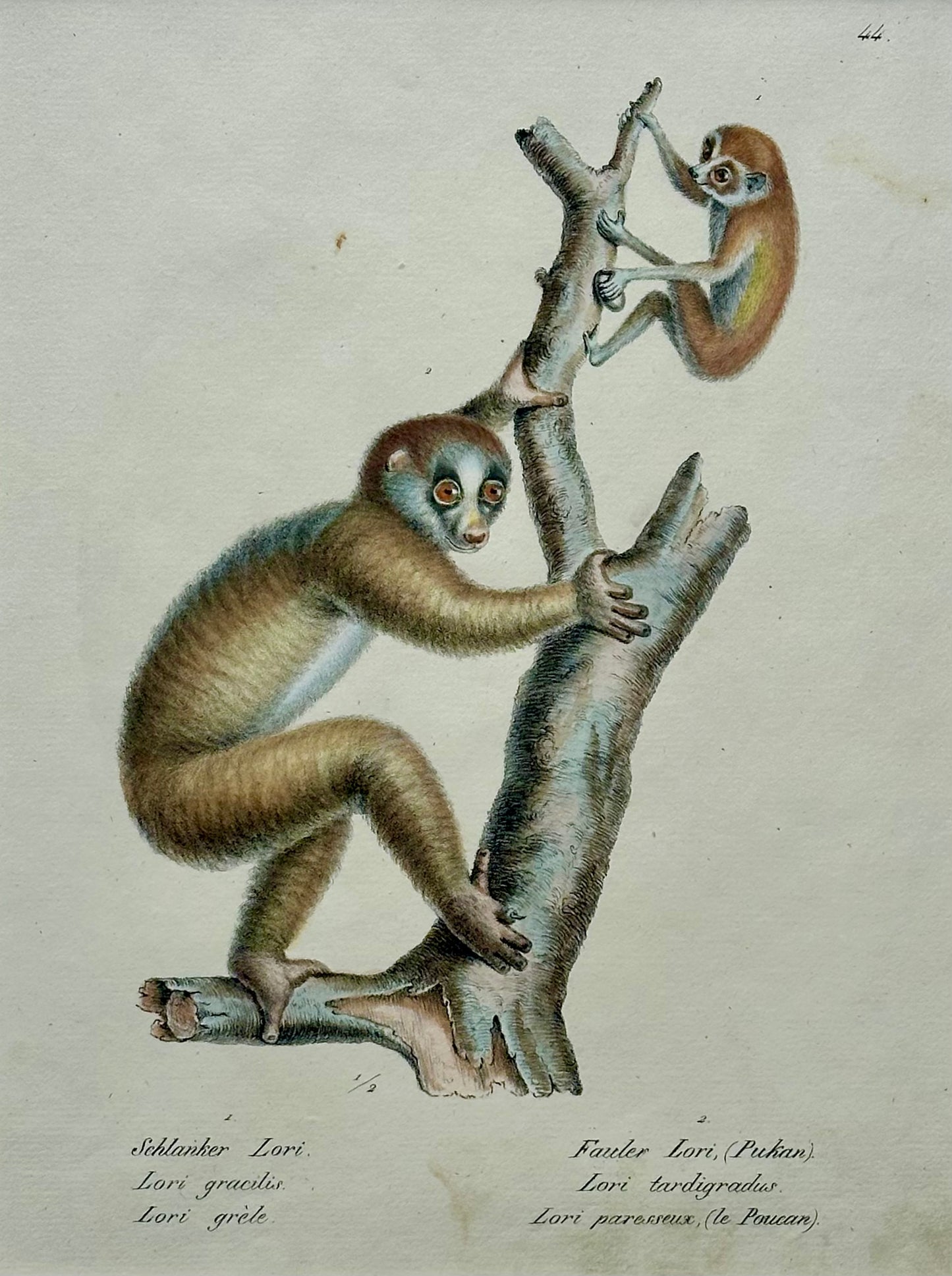 Loris Primates, Original lithograph by Brodtmann, 1824