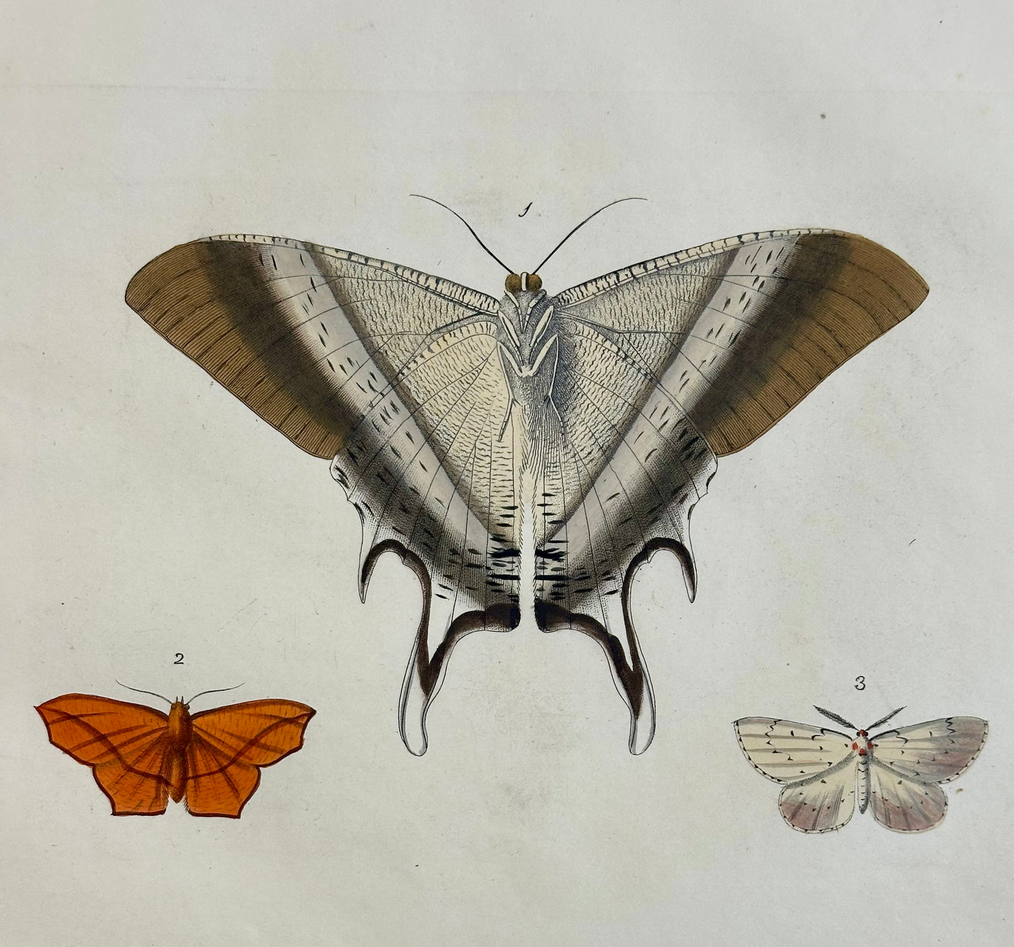 Macleay's swallowtail moth original print by Dru Drury, 1837