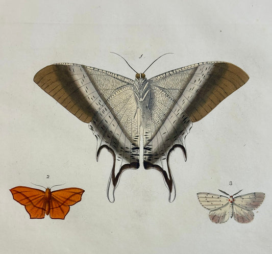 Macleay's swallowtail moth original print by Dru Drury, 1837