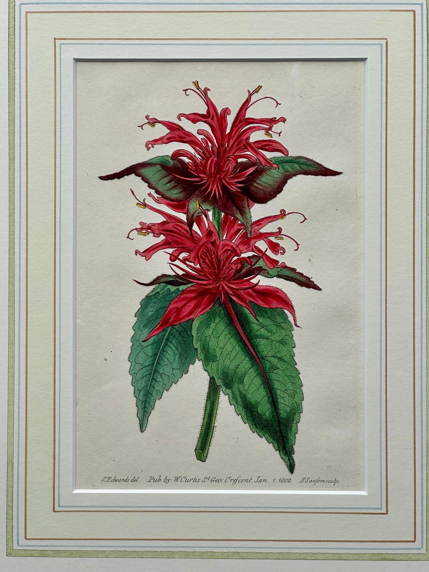 Scarlet Monarda Botanical Flower Original Engraving by Curtis, 1803