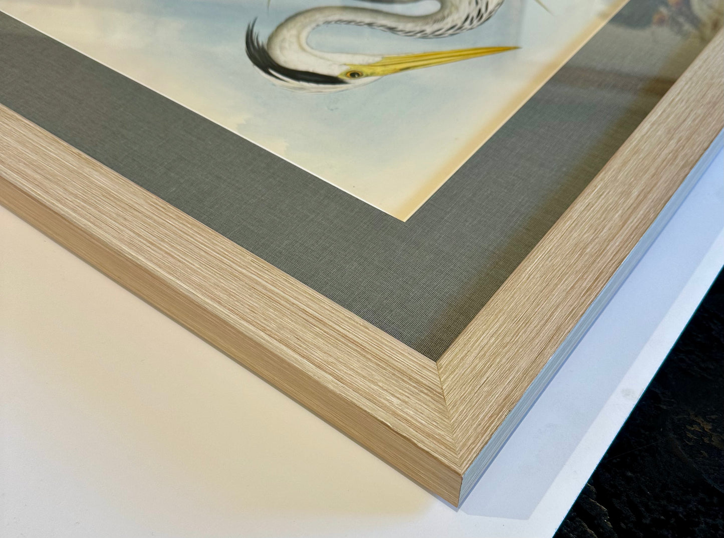 Grey Heron Original Lithograph by Gould, Circa 1840 (Framed)