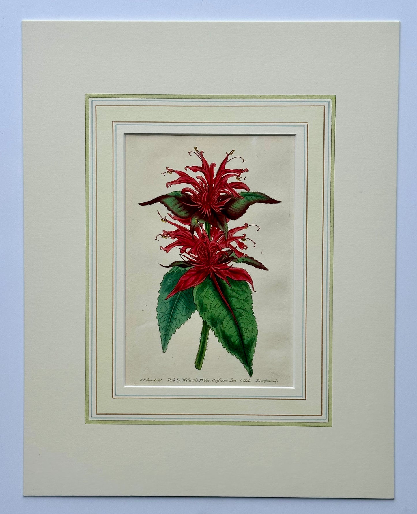 Scarlet Monarda Botanical Flower Original Engraving by Curtis, 1803
