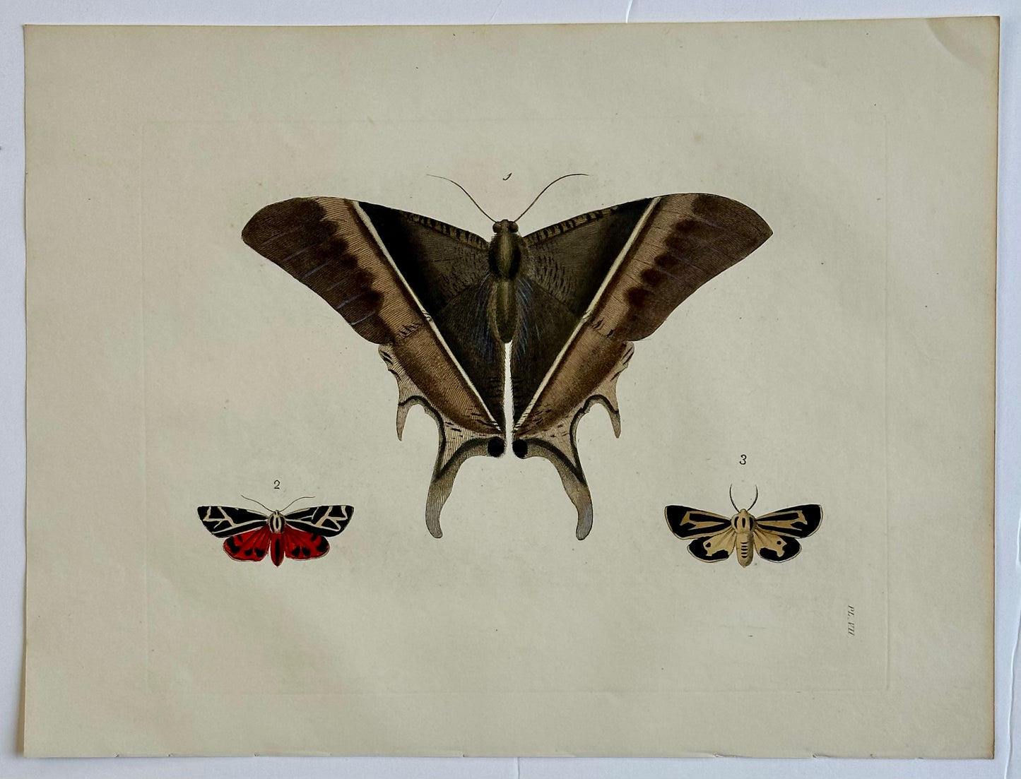 Hawk Moths Original Engraving by Dru Drury, 1837
