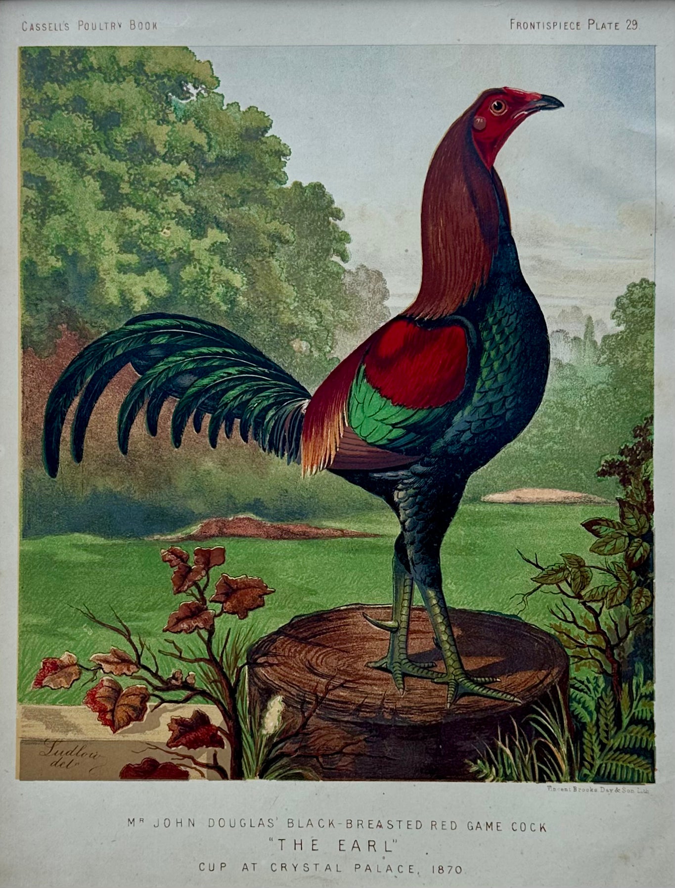 Black Breasted Wild Game Cock Original Chromolithograph Print, 1890