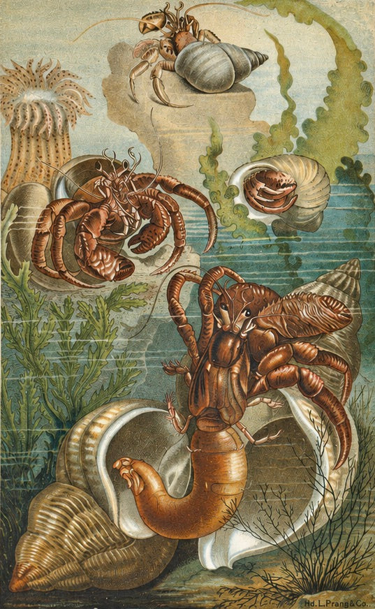 1890 Hermit Crabs Chromolithograph by Selmar Hess | Original Antique Marine Life Print
