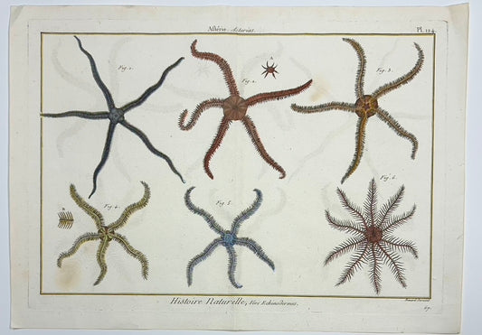 Star Fish Original Print From Historie Naturelle, 1791