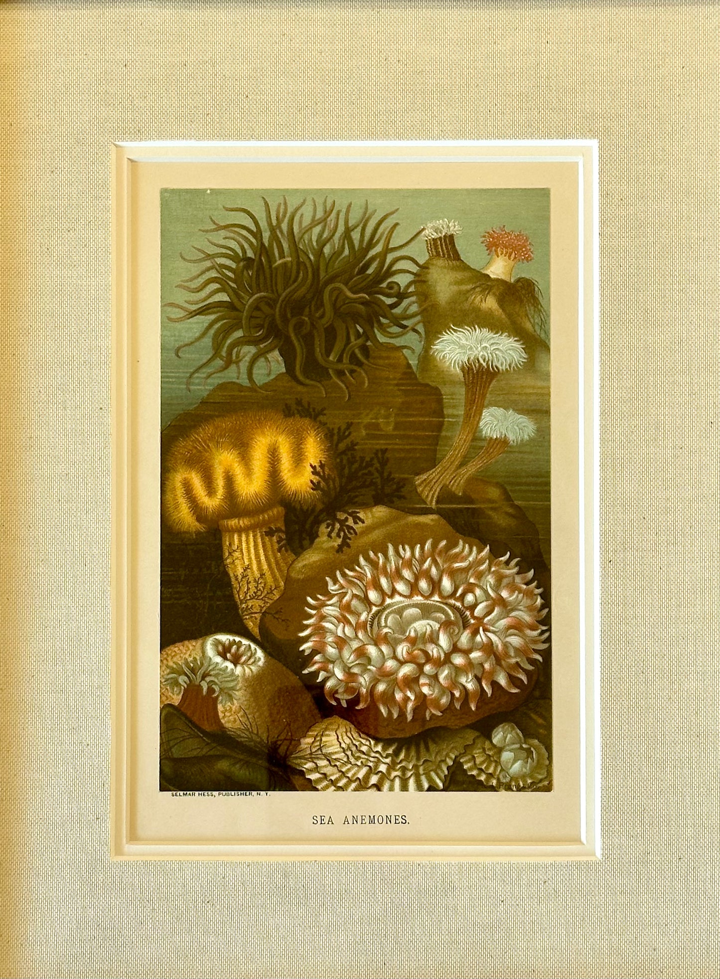 Sea Anemones, Framed Antique Print 1885