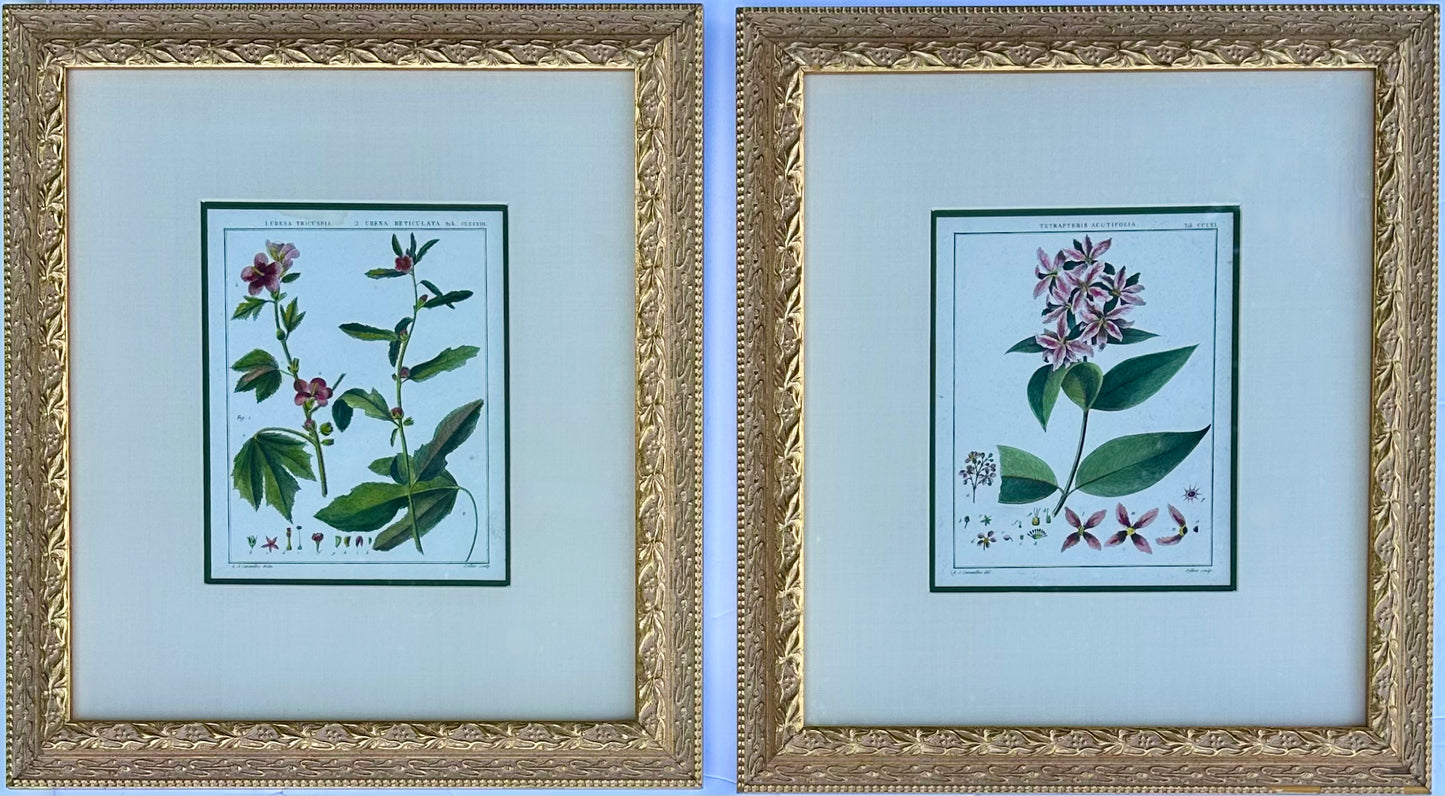 Hibiscus and mallows, Pair Original Botanical Prints, 1838 (Framed)