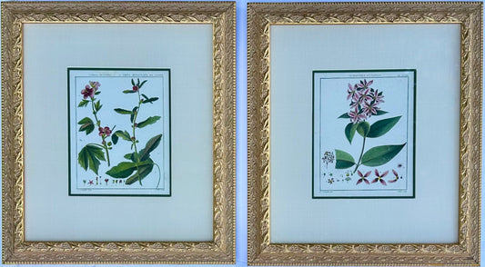 Hibiscus and mallows, Pair Original Botanical Prints, 1838 (Framed)