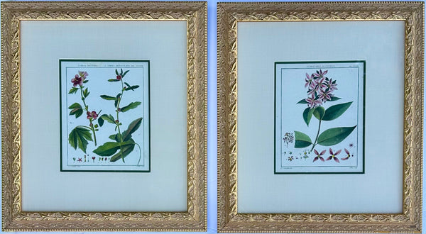 Hibiscus and Mallows (Malvaceae family), Pair Original Botanical Prints, 1838 (Framed)