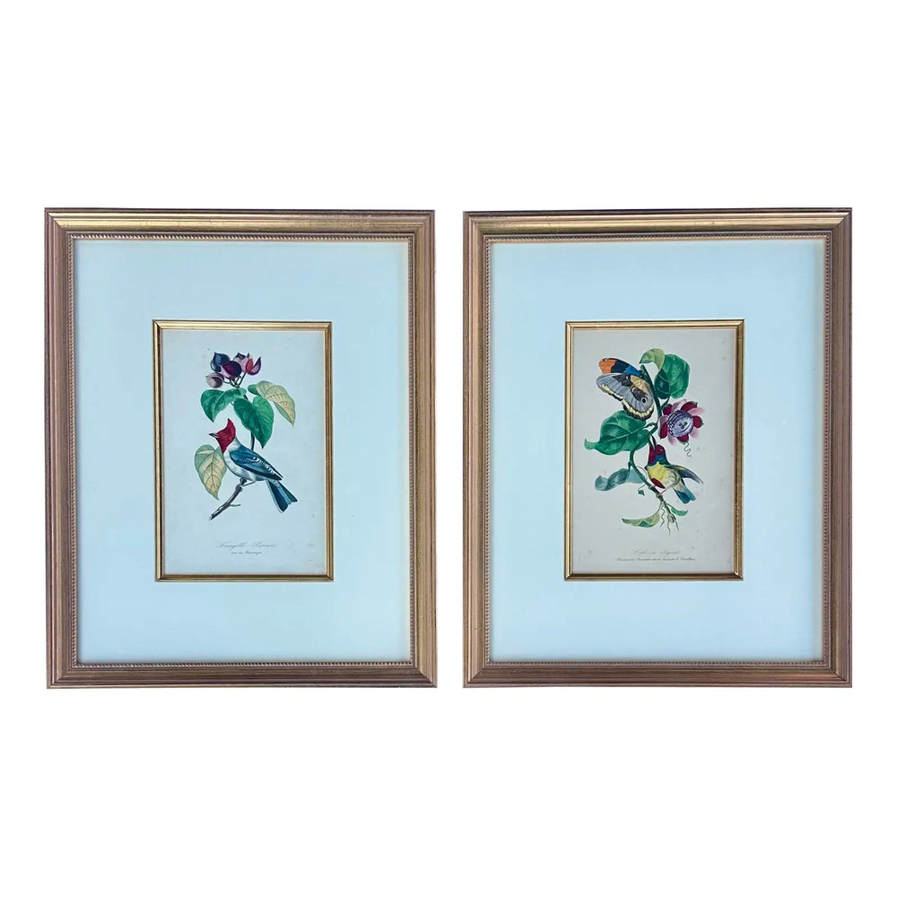 Flora Red-crested Cardinal & Barbet Bird Butterfly , Original Prints by Descourtilz, 1834 (Pair)