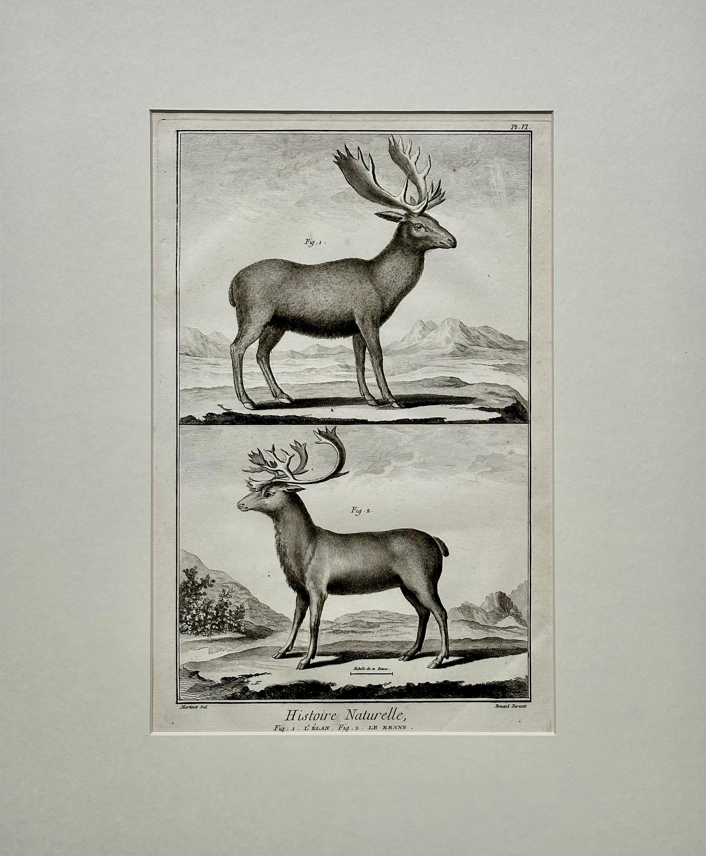 Elk & Reindeer Original Engraving by Buffon, Circa 1774