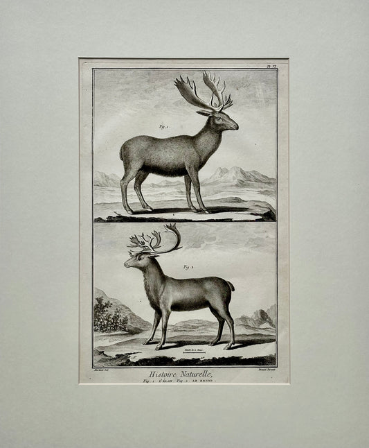Elk & Reindeer Original Engraving by Buffon, Circa 1774