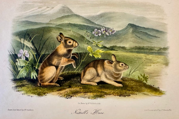 Nuttall's Hare Mountain Cottontail by John James Audubon, 1st edition octavo, 1842