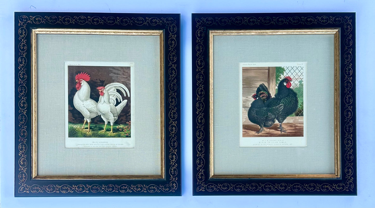 White Leghorn Chicken & Black Polish, Framed Pair By Cassell, 1890