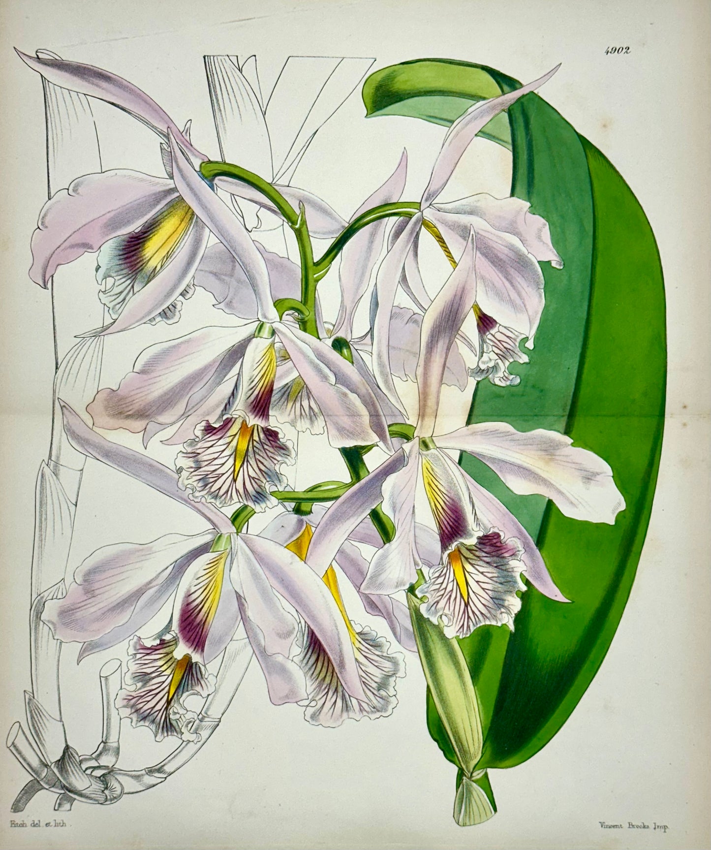 Cattleya Orchid Print by Curtis, 1856