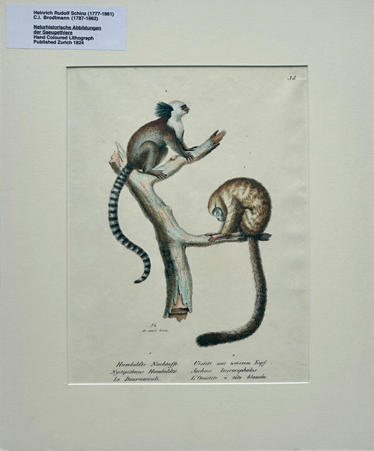 Marmoset Monkey Original Lithograph by Brodtmann, Circa 1824