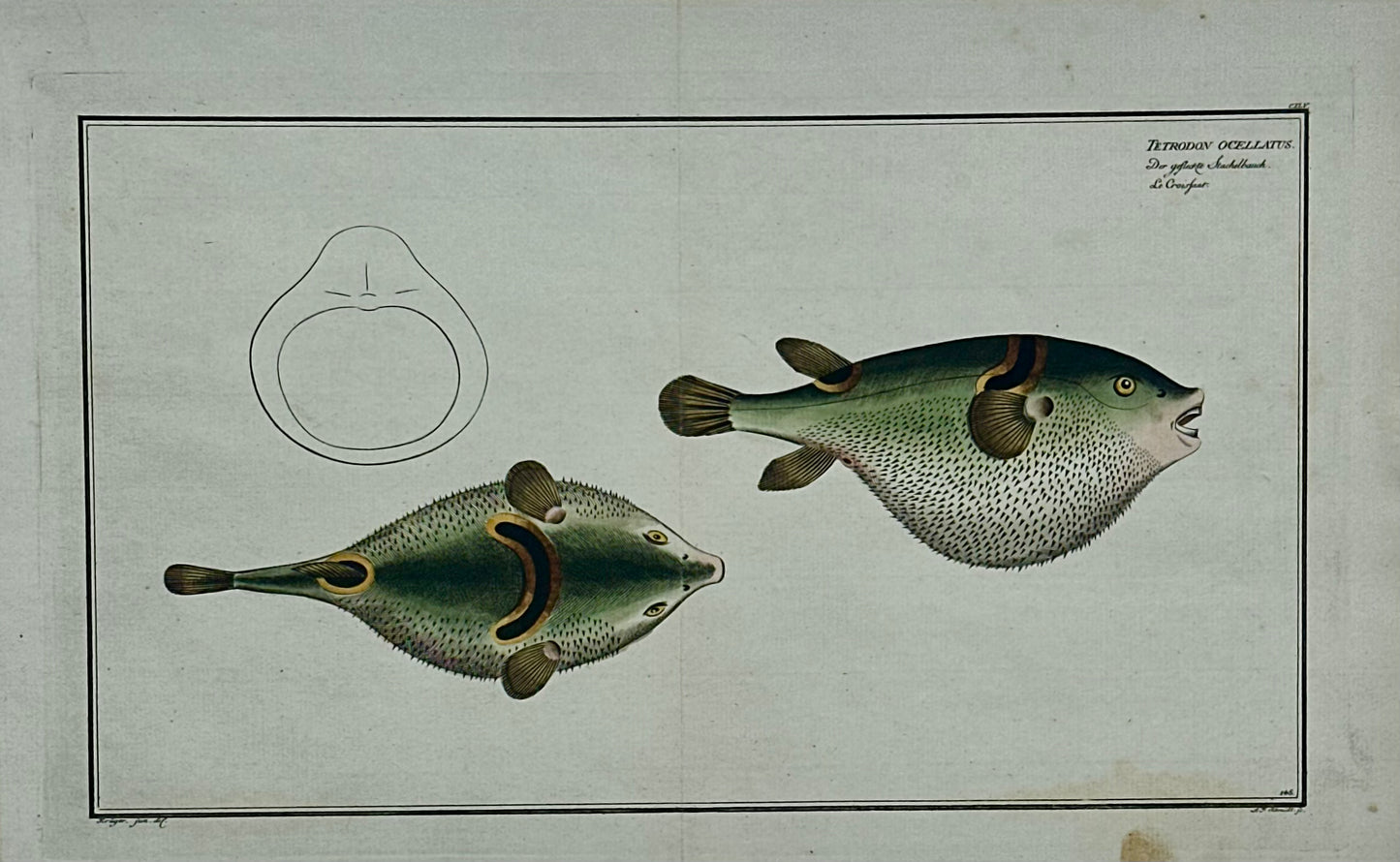 Puffer Fish Original Print by Bloch, 1782